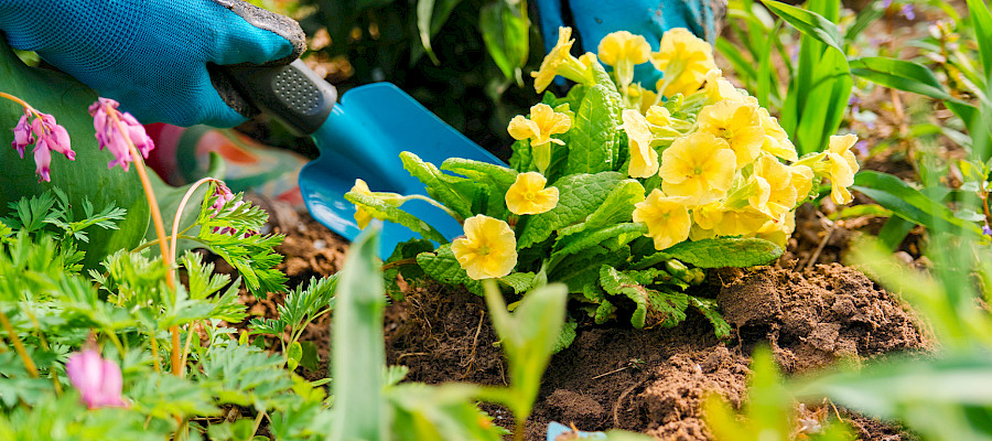 Get Ready for Spring Gardening: Nurture Growth and Boost Well-Being ...