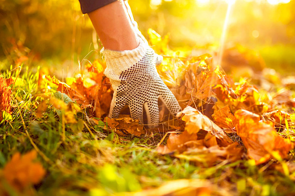 Gentle Autumn Gardening Tips: What to Plant and How to Rest Your Garden